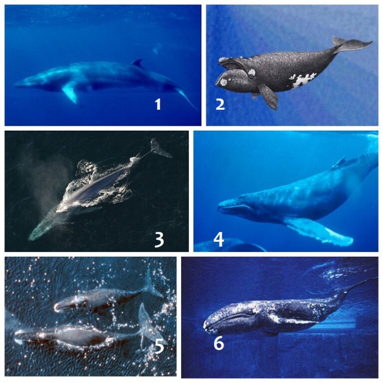 **Почему китообразные не могут летать: загадка эволюции**

Около 450 миллионов лет назад, на Земле существовало около 50 видов млекопитающих, которые могли летать